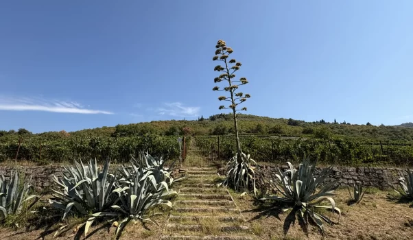 Valdarno di Sopra Doc Vigna delle Sanzioni 2023
