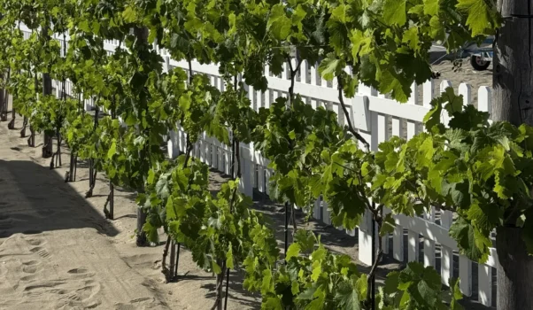 “IMPASSITO – Una follia non farlo”