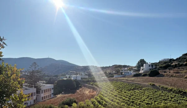 A spasso per il Dodecaneso: Nico Grylli Winery