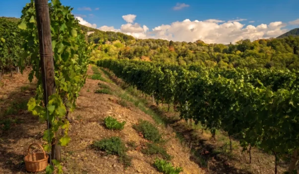 Azienda Agricola Ottaviano Lambruschi