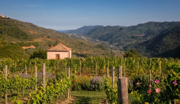 Azienda Massimo Alessandri