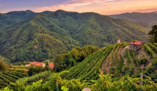 Azienda Pino Gino