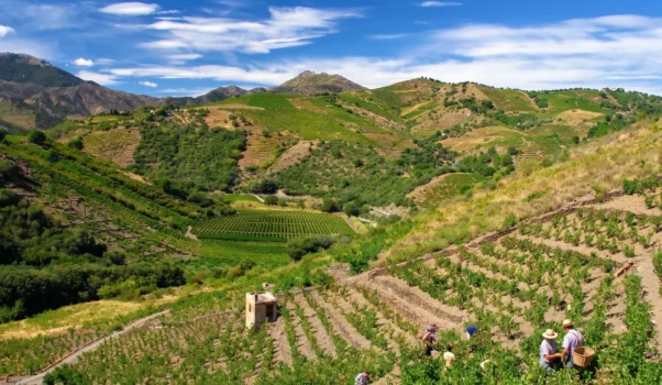 Banyuls Sur Mer · Terres des Templiers