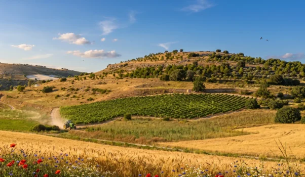 Ribera del Duero · Il miracolo enologico della Spagna settentrionale