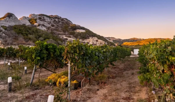 Skevofilax Winery a Kefalos