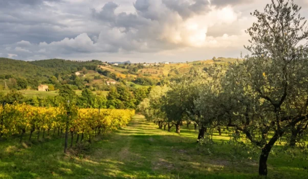 Azienda Agricola Bosco de’ Medici