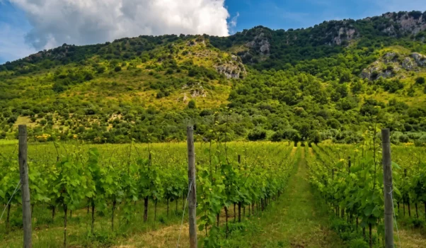 Azienda Agricola Marco Carpineti