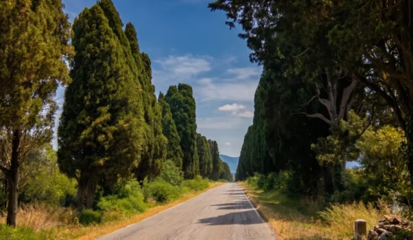 Bolgheri ed i suoi vini: Le Macchiole