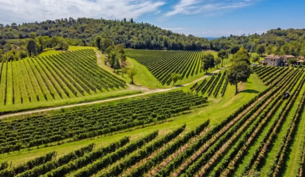 Cantine Scolari, incontro tra tradizione e qualità