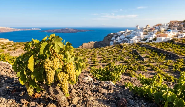 I Vitigni della Grecia