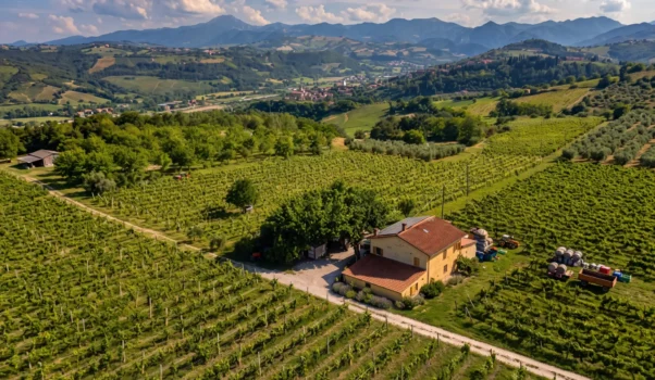 Il Verdicchio dei Castelli di Jesi di Marika Socci
