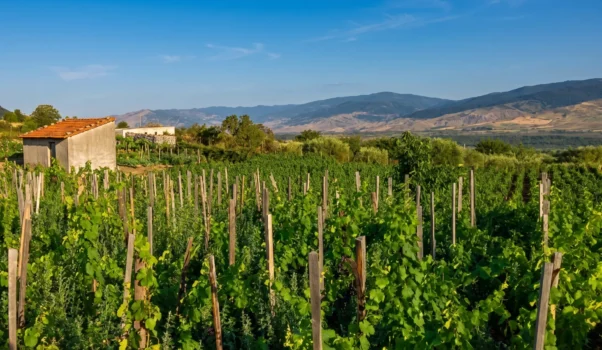 Omeopatia in vigna