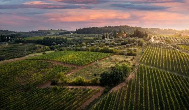 Podere dell’Anselmo