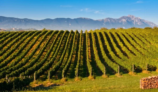 Poderi Costantini Antonio