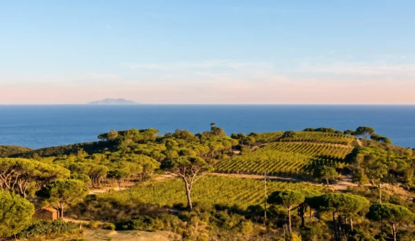 Tenuta delle Ripalte