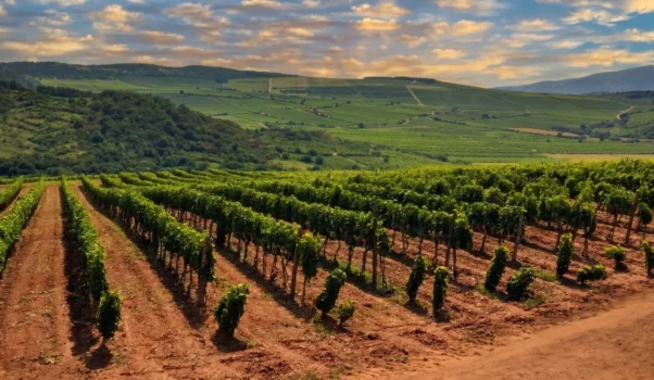 Tokaj Time Parte Seconda