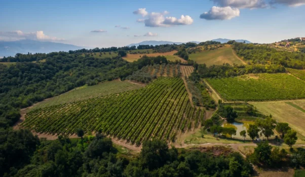 Una piacevole scoperta a Cantine e Cortili: Azienda Rosarubra