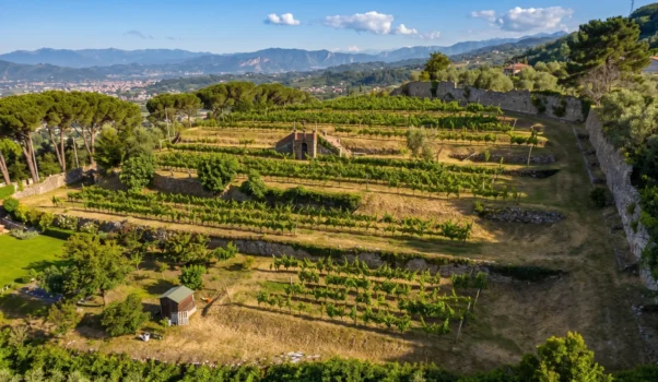 Visita alla Cantina Giacomelli