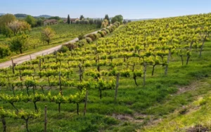 Strada del vino, dell'olio e dei sapori della Provincia di Latina