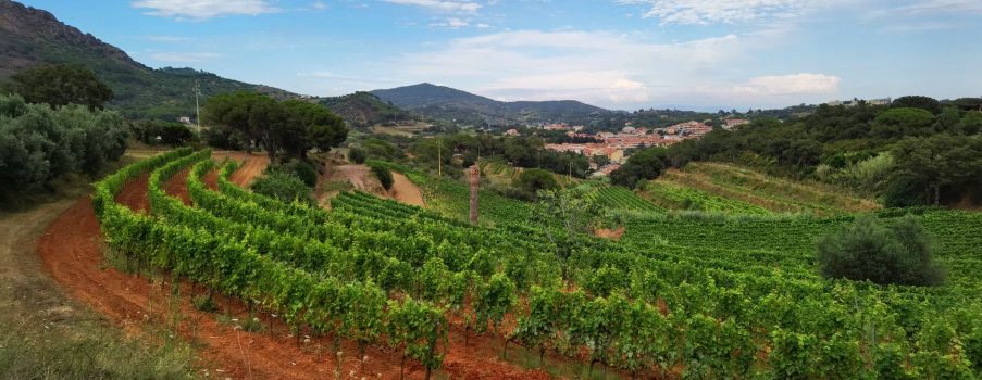 Viticoltura all’Isola d’Elba: l’indomito Antonio Arrighi