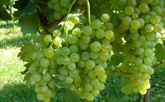 I vitigni di Liguria: Pigato