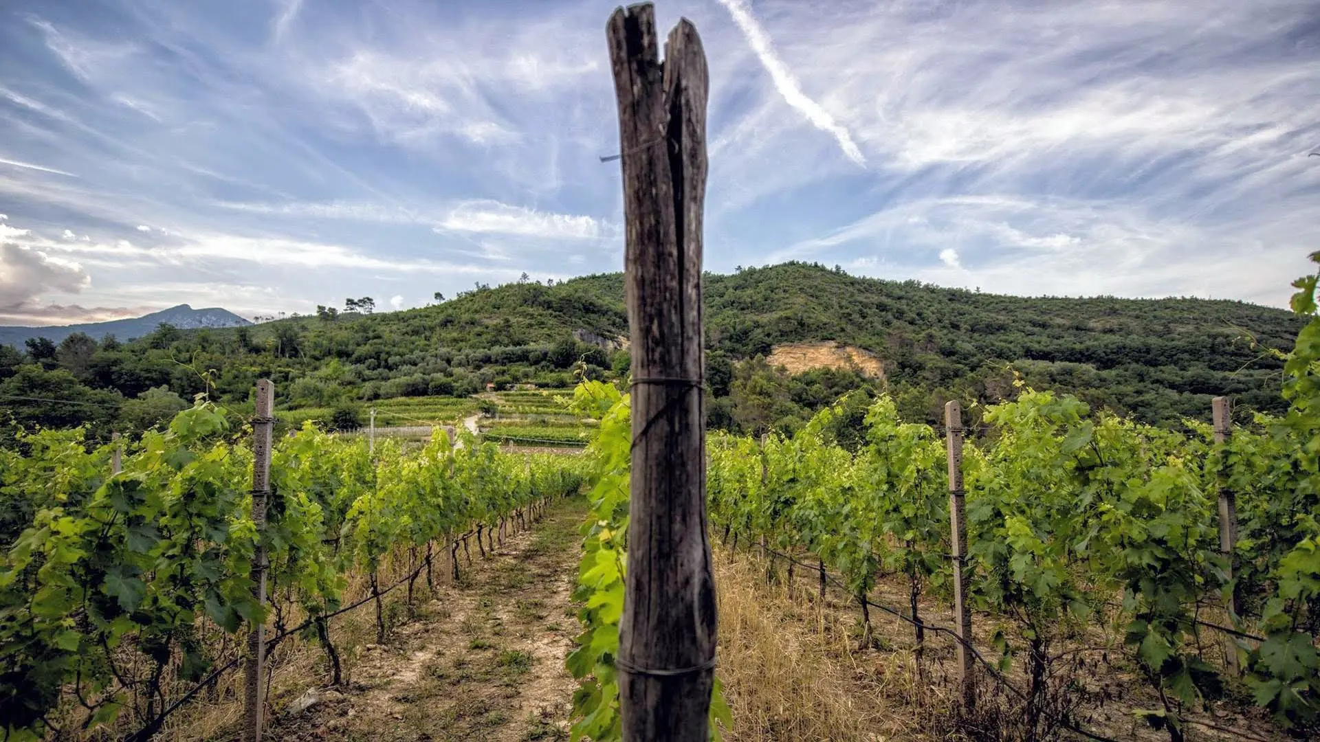 Azienda Agricola Bruna