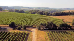 Cantina Sergio Mottura