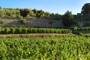 E Prie · Azienda Agricola San Nicola
