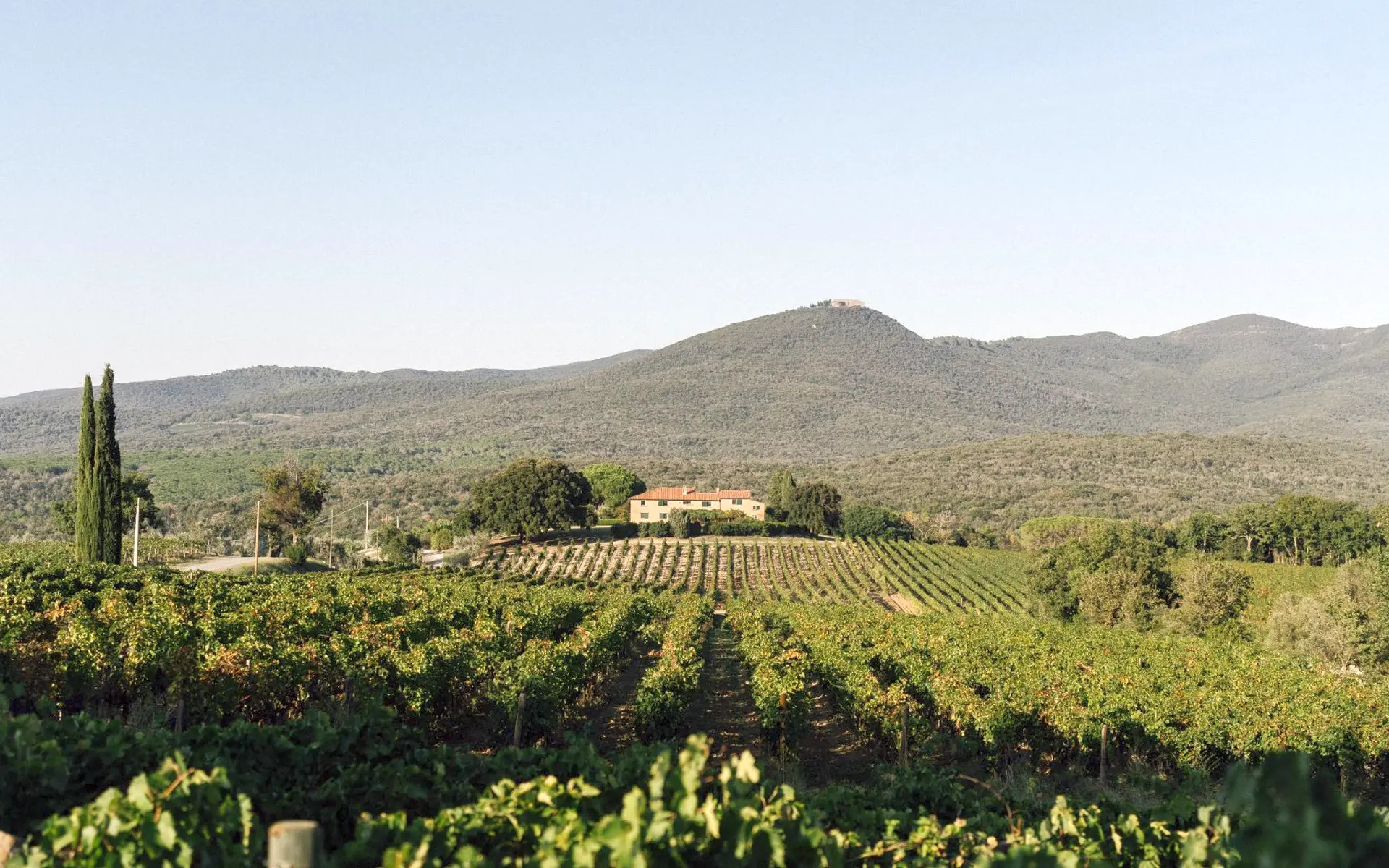 Bolgheri e i suoi vini: Podere Grattamacco