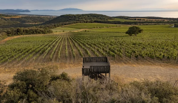 Bolgheri e i suoi vini: Tenuta Argentiera