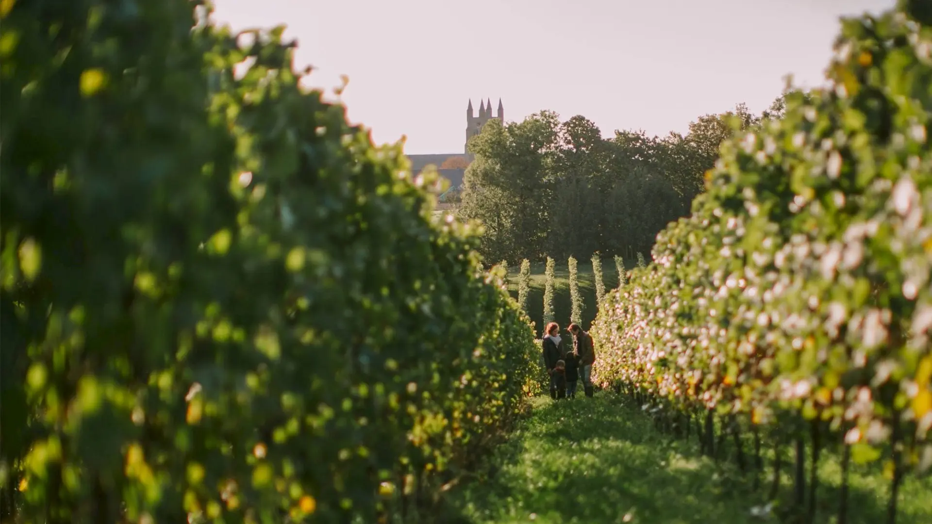 Triturus 2019… la nouvelle frontiere: les vins belges