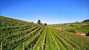 Azienda Agricola Brezza · Barolo