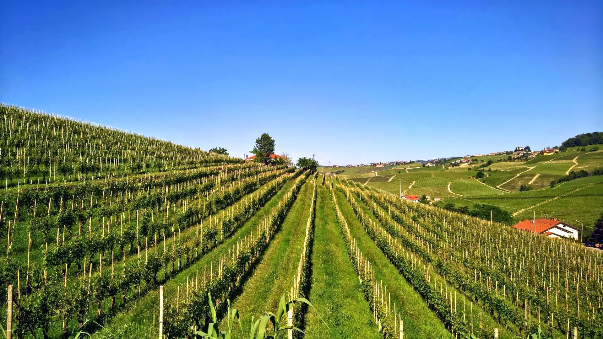 Azienda Agricola Brezza · Barolo