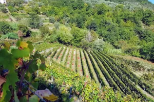 Azienda Agricola Maria Donata Bianchi