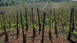 I Vini dell'Etna