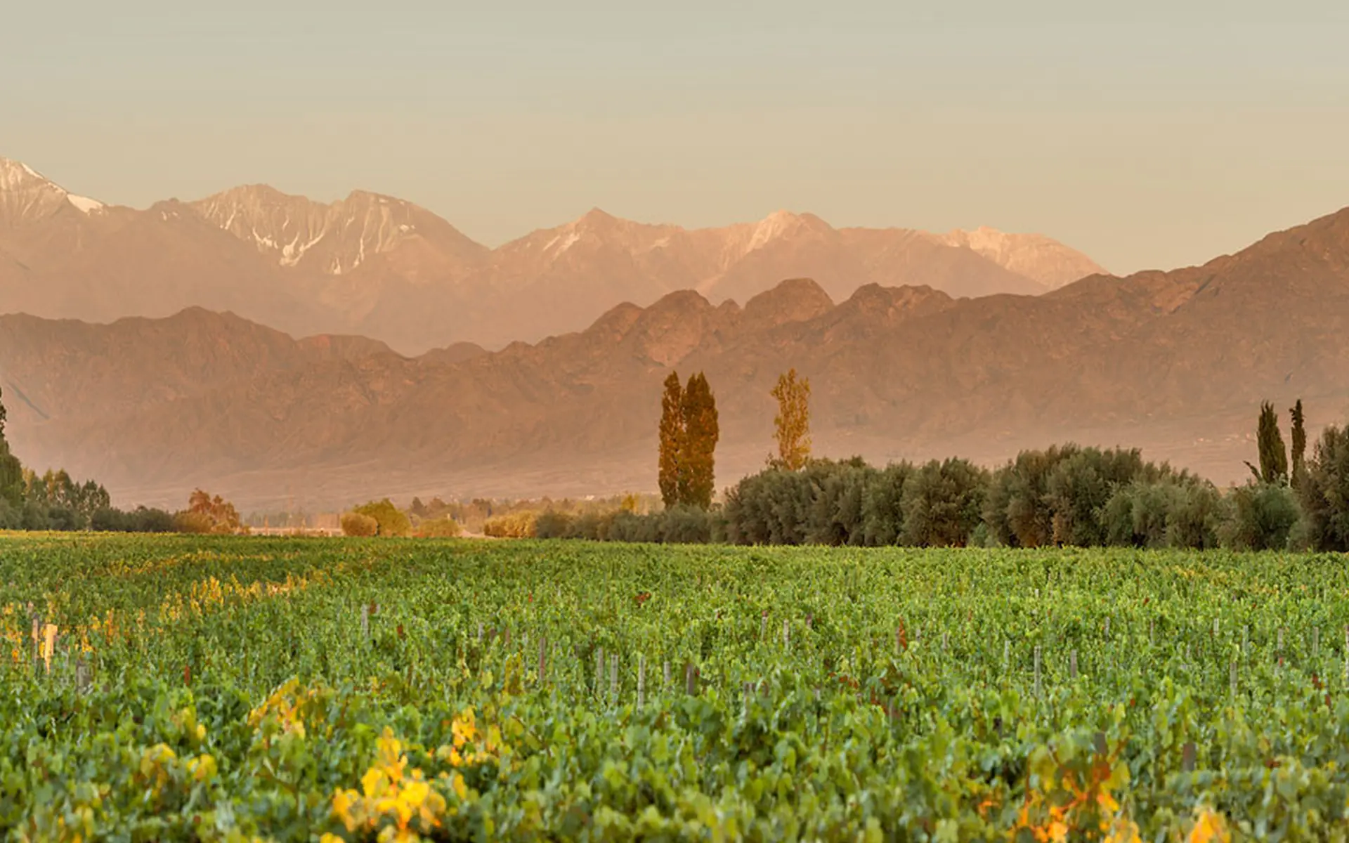 Il Malbec e l’Argentina