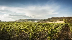 La Cantina Antonella Corda