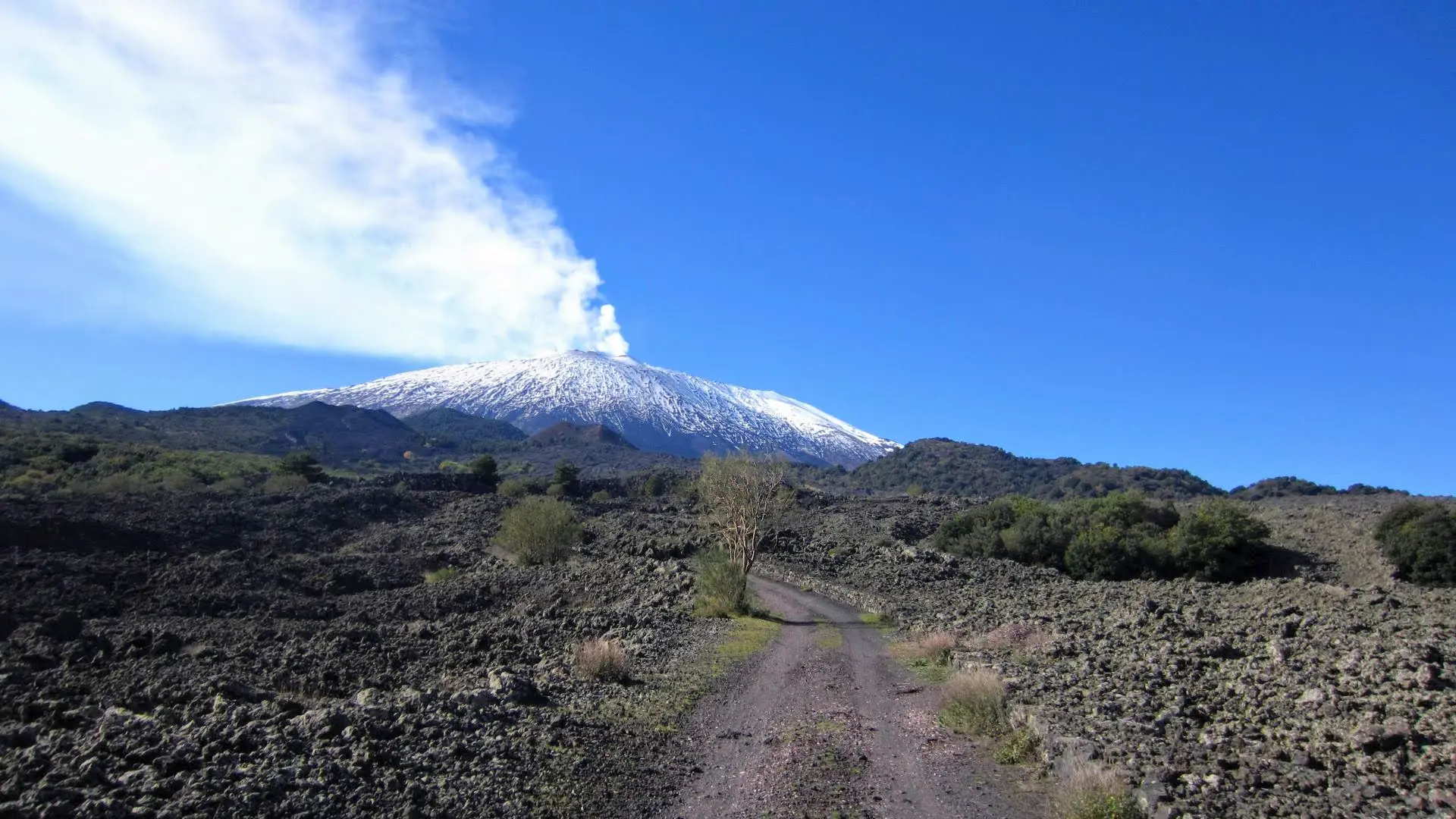 Vendemmia sull’Etna