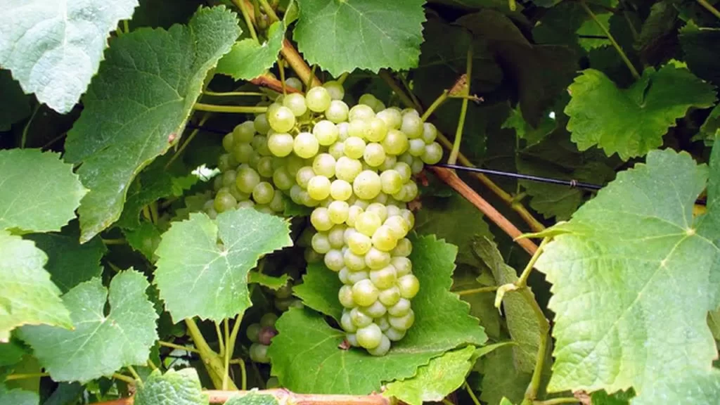 Albarola