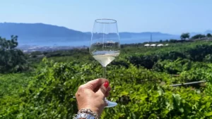 #autoctonocampano · Vesuvio e dintorni: Sorrentino Vini