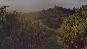 Azienda Agricola Daglio