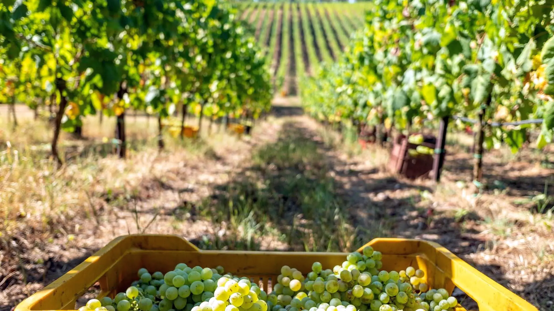 Azienda Agricola Marco Carpineti