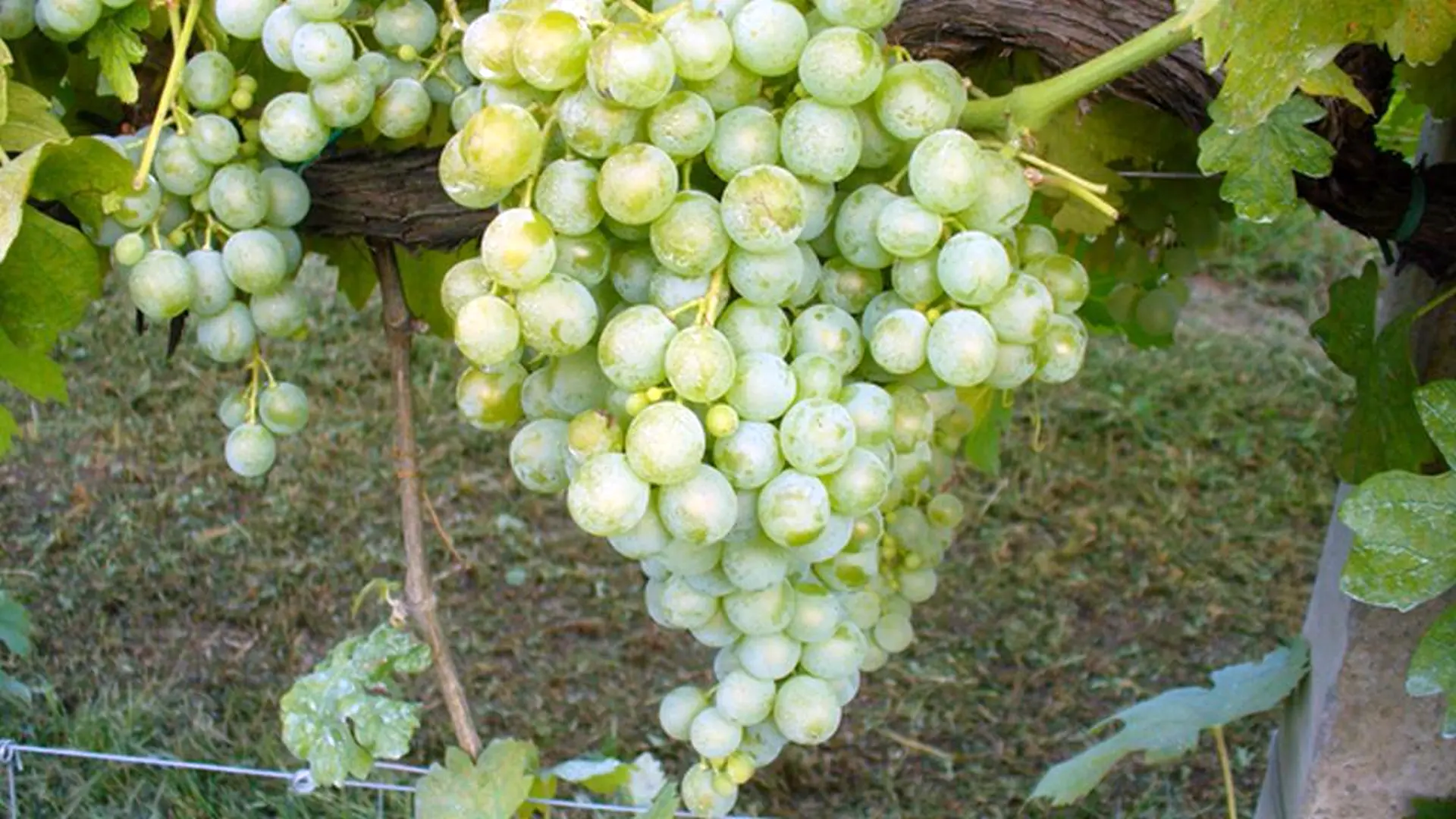 wineloversitaly