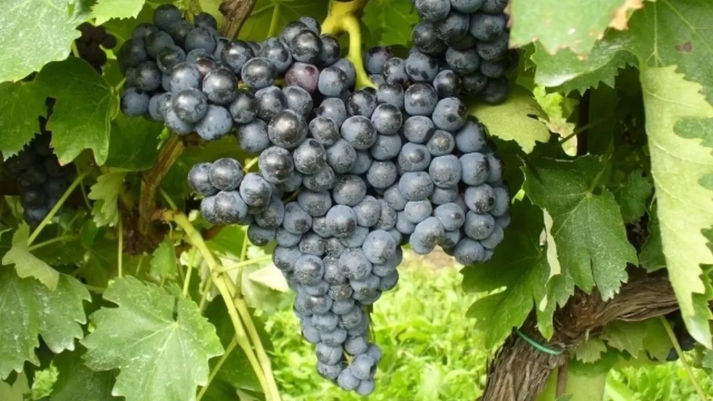Ciliegiolo