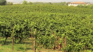Il Franciacorta dei padri