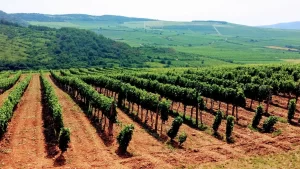 Tokaj Time Parte Seconda