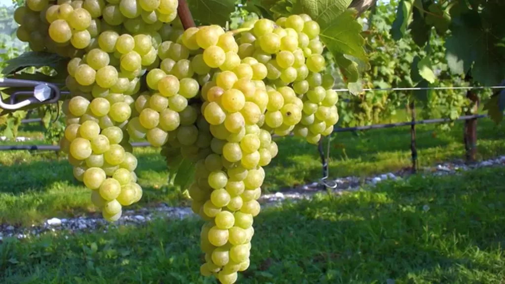 Verdicchio