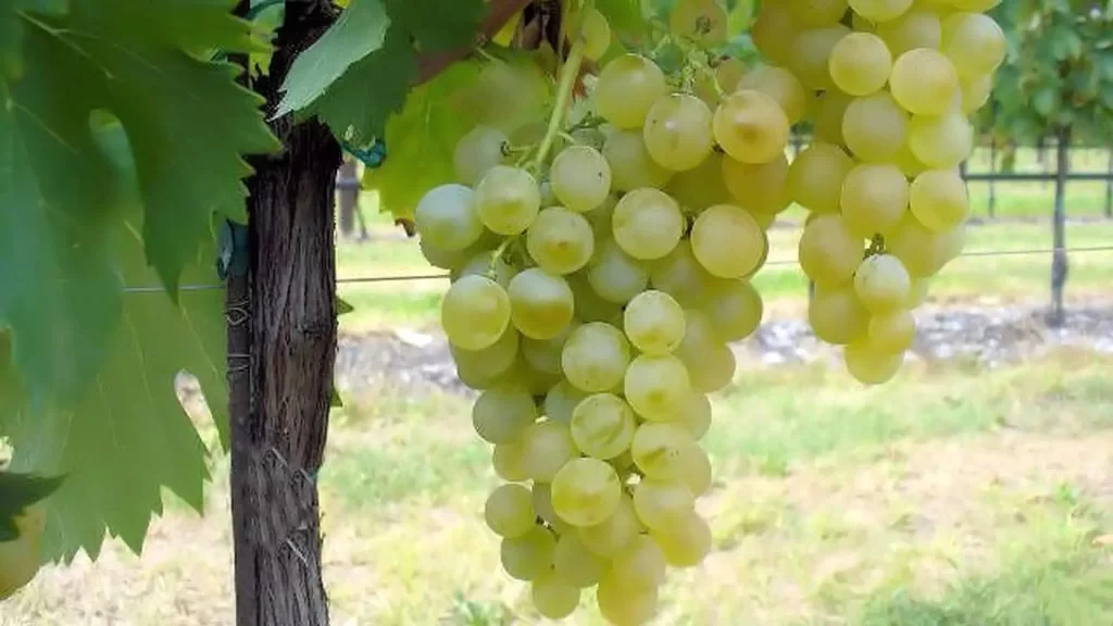 Vermentino