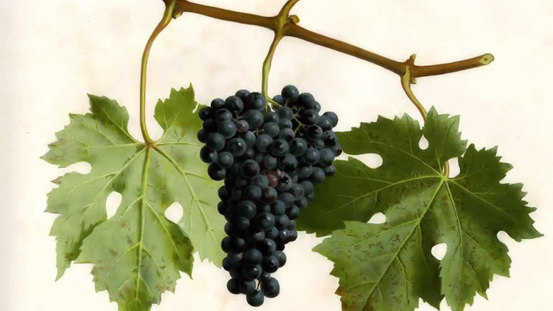 wineloversitaly