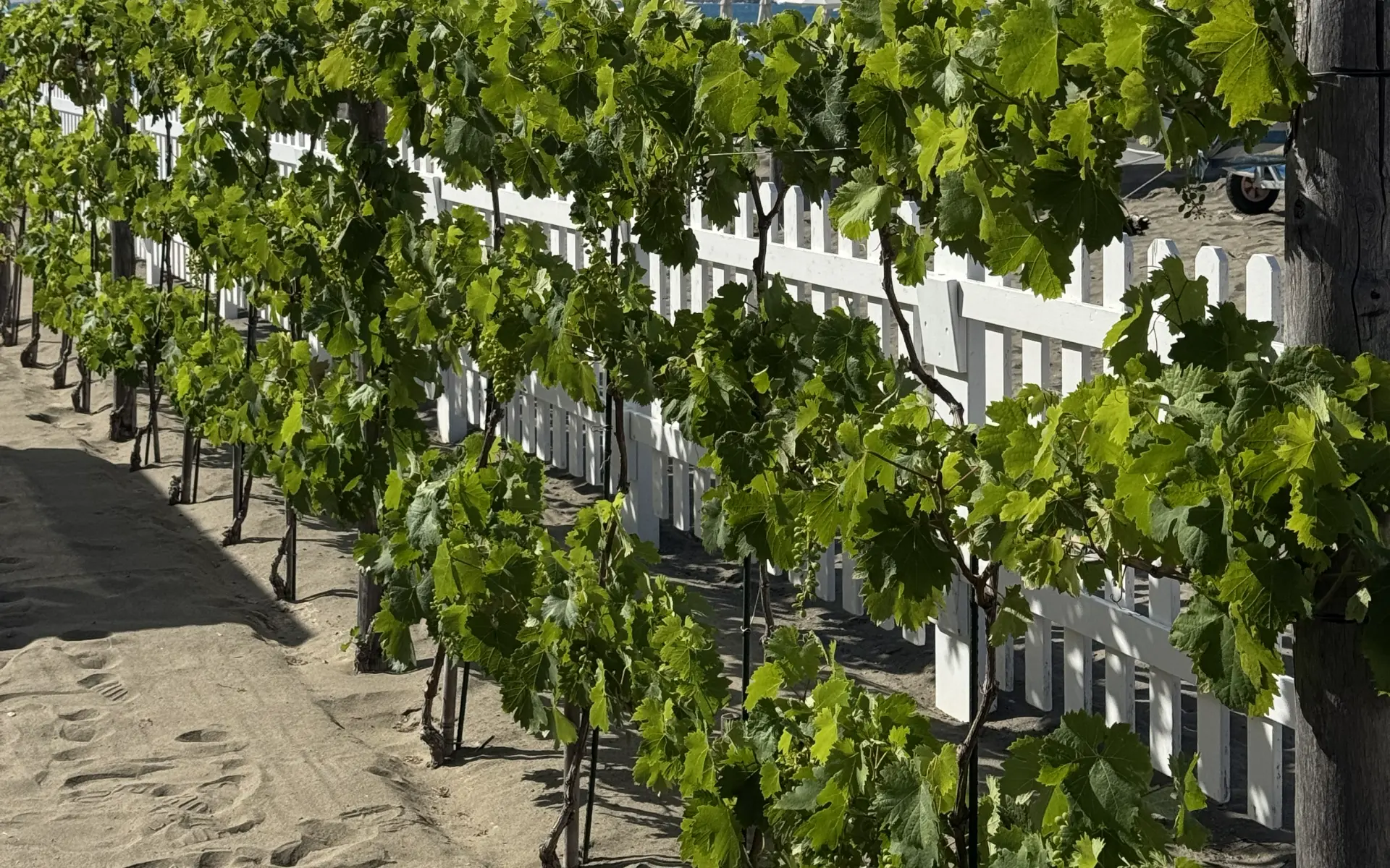 "IMPASSITO - Una follia non farlo"